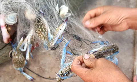 'Vàng dưới nước' của Việt Nam bơi sang Mỹ - EU thành đặc sản cháy hàng: Thu 71 triệu USD trong 10 tháng, Anh - Nhật cũng chốt đơn liên tục