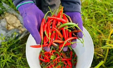 Việt Nam phải nhập hơn 23 triệu USD ớt dù đang xuất siêu, có thời điểm tăng 125%