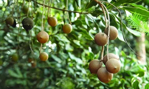 'Hoàng hậu của các loại hạt' đặc sản sang chảnh, đắt đỏ bậc nhất thế giới: Việt Nam lại trồng nhiều, giá tới 300.000 đồng/kg