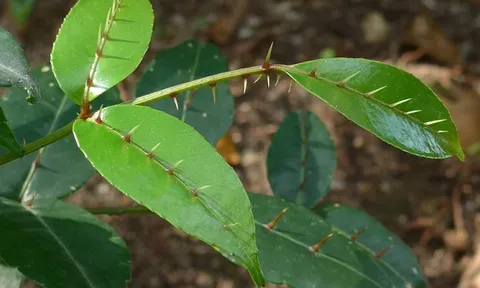 Cây dại khó nhớ tên ở Việt Nam sang nước ngoài lại là 'mỏ vàng': Chỉ hái lá non cũng kiếm được tiền