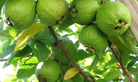 'Siêu quả' của Việt Nam: Ngon-bổ-rẻ, chỉ 10.000 đồng/kg, từ nông thôn đến thành thị đều có