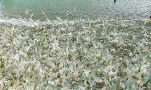 120 ngày kỳ tích xuất hiện tại Cuba khi thu hoạch loài vật tỷ USD mang từ Việt Nam tới