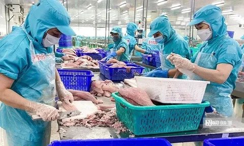 Xuất khẩu cá tra vượt mốc 2 tỷ USD, cơ cấu thị trường thay đổi