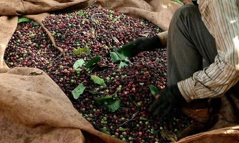 Quốc gia nào đã chi hơn 1 tỷ USD để nhập một loại hạt của Việt Nam?