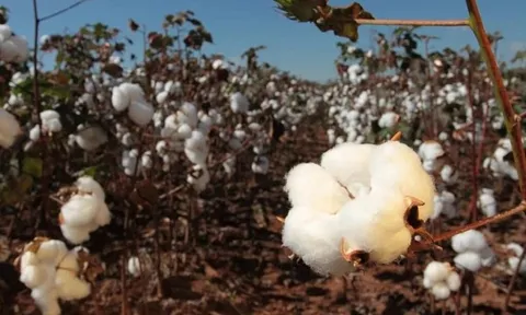 Hàng trăm nghìn tấn 'vàng trắng' Mỹ ồ ạt sang Việt Nam: Tiêu thụ tăng vọt, nước ta đứng thứ 3 thế giới