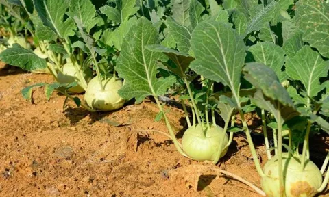 Loại rau chỉ mùa đông mới có, được chuyên gia ví như 'thần dược': Giúp tốt tim mạch, tiêu hóa, miễn dịch, người Việt mua ăn mỗi ngày mà ít ai để ý