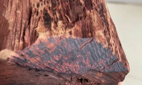 Cây gỗ tại Việt Nam được thương lái Trung Quốc mua giá cao bất thường, một địa phương phải ra cảnh báo