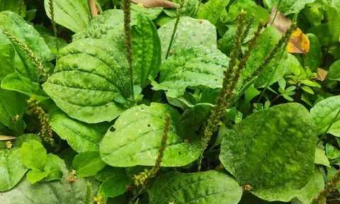 Loại cây mọc đầy ven đường ở Việt Nam được Trung Quốc gọi là 'cỏ tài lộc', giá bán tới 150.000 đồng/kg