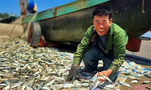 Loại cá bán đầy chợ Việt giàu omega 3 hơn cá hồi nhưng bị chê xấu mã nên ít ai mua