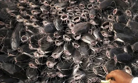 Cả thế giới tranh nuôi nhưng chỉ Việt Nam tạo nên ngành công nghiệp tỷ đô từ 'mỏ vàng' này - chiếm 90% thị phần toàn cầu, Trung Quốc cực ưa chuộng