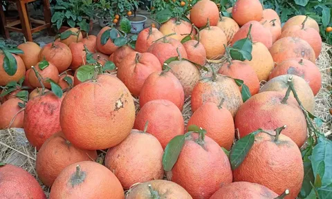 Giá bưởi đỏ tiến vua leo thang, xuất hiện phân khúc 'siêu giàu' chơi bưởi hữu cơ giá 2 triệu đồng/quả dịp Tết