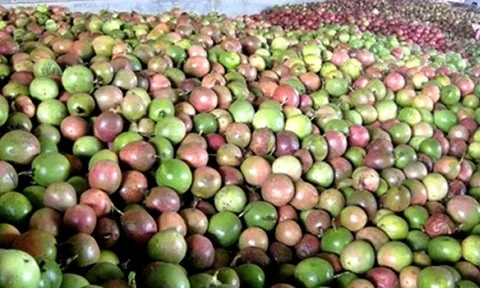 Trung Quốc ồ ạt thu mua một 'sản vật' triệu USD của Việt Nam, nước ta là nhà xuất khẩu lọt top 10 thế giới