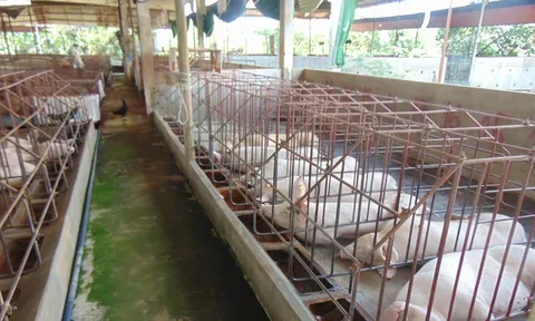 Giá heo hơi hôm nay, 19-12: Tiếp tục "nhảy múa"