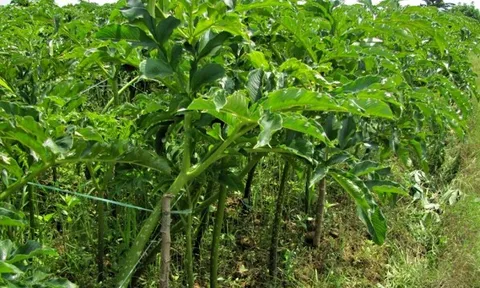 Từ rau dại ven bờ mương, gắn với bữa cơm nghèo, loại cây này nay 'lên đời' thành đặc sản lạ trên mâm cơm Việt