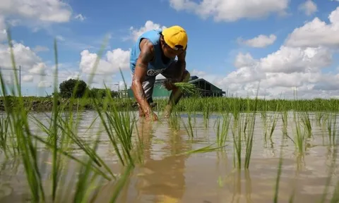 Việt Nam, Thái Lan chú ý: Philippines có động thái mới với nhập khẩu gạo từ 1/1/2026