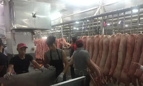 Giá heo hơi hôm nay, 21-12: Heo mảng tại chợ đầu mối lập đỉnh mới