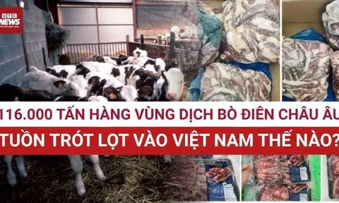 Thực phẩm chăn nuôi từ vùng dịch bò điên châu Âu ‘đội lốt’ hàng sạch, được ‘rửa’ hồ sơ: Đường dây nhập lậu 2.100 tỷ đồng bị phanh phui