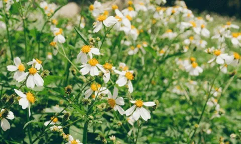 Mọc đầy ven đường ở Việt Nam, loại cây dại này được bán hơn 200.000 đồng/kg ở nước láng giềng