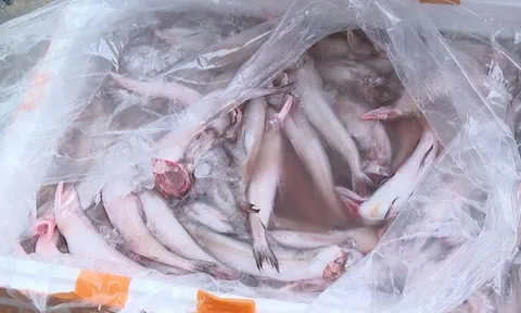 Hơn 10 tấn cá khoai giá rẻ từ Trung Quốc nhiễm chất cực độc tuồn vào Việt Nam, chênh giá gấp 3 lần cá trong nước