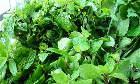 Từ ruộng ra chợ không kịp nghỉ, loại rau 'xước da là thơm' ở Hà Tĩnh đắt hàng quanh năm, cắt đến đâu bán hết đến đó