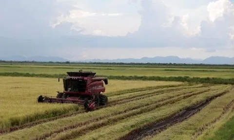 Giống lúa Việt Nam gây sốt, đích thân Đại sứ Cuba tìm đến tận ruộng của nông dân Việt để tìm hiểu