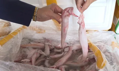 Mua cá khoai chứa formol từ Trung Quốc 37.000 đồng, chở về biển Sầm Sơn bán 130.000 đồng/kg