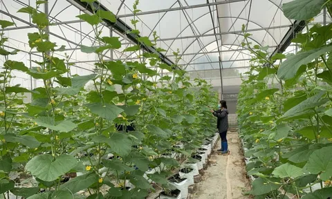 Từ phòng thí nghiệm ra đồng ruộng: Đưa KHCN phục vụ nông nghiệp, nông dân