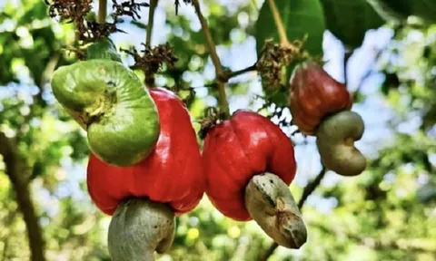 Không phải gạo hay cà phê, Trung Quốc mạnh tay chi hơn 1 tỷ USD săn lùng một loại hạt của Việt Nam