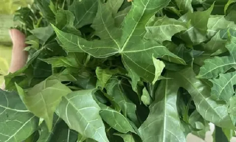 Thân như cây sắn, lá như đu đủ, ăn lại ngọt như mì chính, loại rau lạ bất ngờ 'lên đời' nhiều người tìm mua cây giống