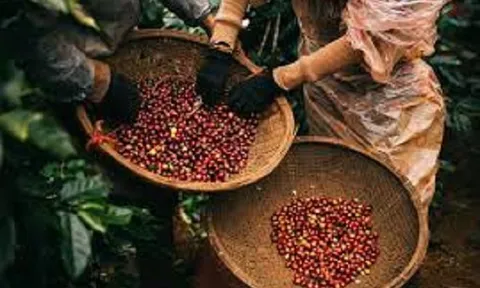 Việt Nam sở hữu một loại vàng đen được Đức 'mê như điếu đổ', chi tiền khủng để săn lùng