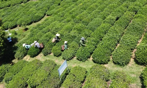 Thông tin mới nhất về vụ gần 500 container chè bị mắc kẹt ở Pakistan