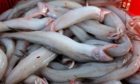 Phát hiện cá cháo ướp formol tại chợ Hà Tĩnh, 5/7 mẫu không đảm bảo an toàn