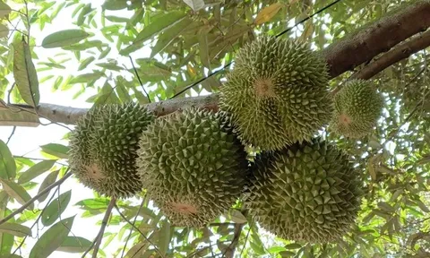 Loại quả đắt đỏ bậc nhất thế giới được trồng thành công tại Việt Nam, giá tới 600.000 đồng/kg