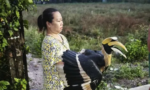 TPHCM: Nhiều loài chim quý hiếm liên tục bay vào nhà dân