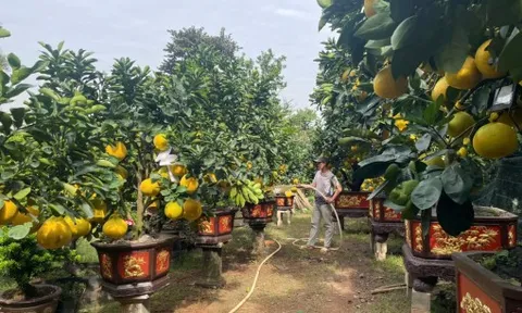 Bưởi Diễn đổ bộ TPHCM sớm, giá cao nhất hơn trăm triệu đồng/cặp