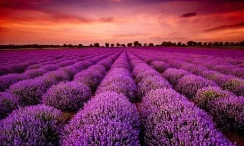 Doanh nghiệp BĐS đầu tiên công bố lợi nhuận 2025 tăng hơn 100%, cổ phiếu lập tức "tím lịm"