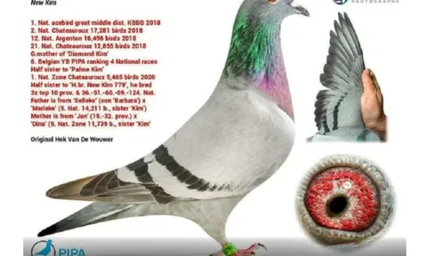 Lý do khiến giới siêu giàu sẵn sàng chi 35 tỷ đồng cho một chú chim bồ câu không dùng để đua