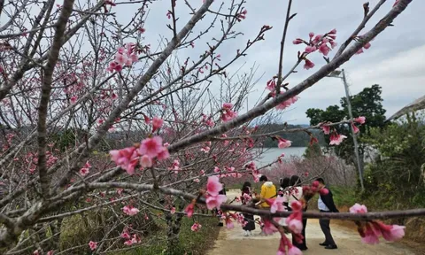 Hàng không, du lịch khẩn trương đổi lịch đón khách dịp Tết Dương lịch 2026