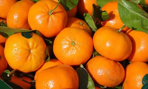 Sự thật về nguồn gốc và giá cả của loại cam đang phủ sóng khắp các chợ truyền thống
