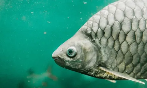 Từ loài cá đầy xương dăm, Trung Quốc tạo đột phá với cá diếc 'không xương'