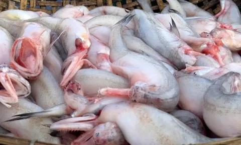 Hàng loạt mẫu cá khoai bán ở chợ nhiễm chất cấm formol