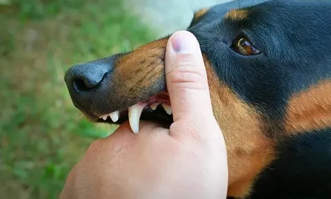 Người đàn ông 51 tuổi tử thương tâm sau khi bị chó "lạ" cắn