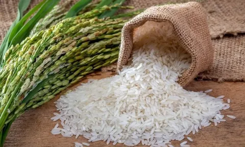 Không phải ST25 của 'cha đẻ' Hồ Quang Cua, đây mới là giống lúa ngon nhất thế giới 7 lần liên tiếp, xuất xứ đến từ nước láng giềng thân thiết của Việt Nam