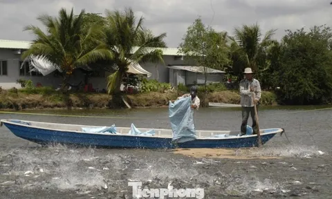 Giá cá tra giống tăng mạnh, người nuôi lo 'treo ao'