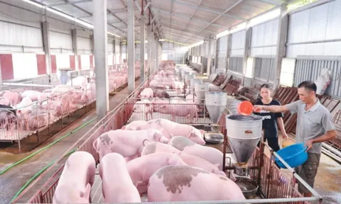 Giá lợn hơi liệu có 'sốt' dịp Tết Nguyên đán?