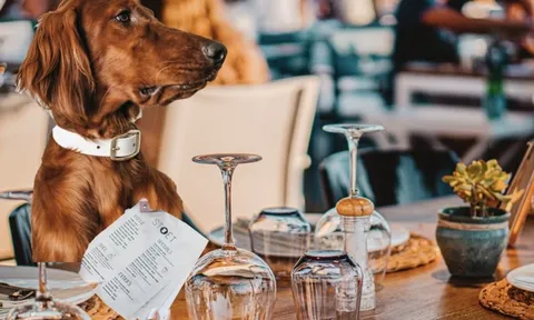 Nhà hàng gây tranh cãi vì cho chó ngồi ăn cùng bàn như con người