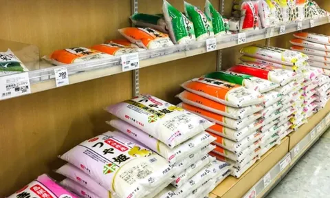 Vì sao giá gạo tại Nhật Bản vẫn đắt đỏ dù lượng tồn kho đã chạm ngưỡng kỷ lục