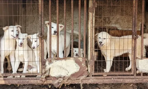 Hàn Quốc: Ngành thịt chó đứng trước bờ vực 'khai tử'