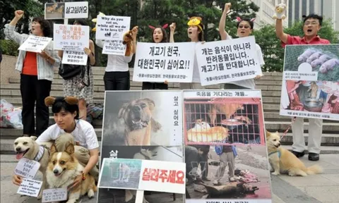 Hàn Quốc xóa sổ hơn 1.200 trên 1.500 cơ sở giết mổ chó cả nước trong thời gian ngắn bằng cách nào?