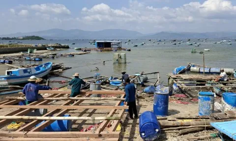 'Thủ phủ' tôm hùm dần tái sinh sau bão lũ lịch sử 